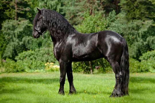 Породистые лошади фото Friesian Horse Зображення - огляд 9,098 Стокові фото, векторні зображення й віде