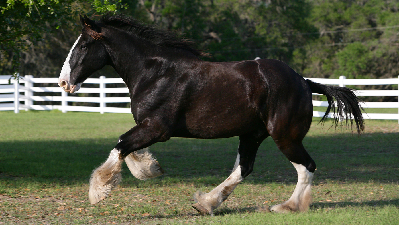 Породистые лошади фото Biggest horse breeds: the five which produce the world's largest horses