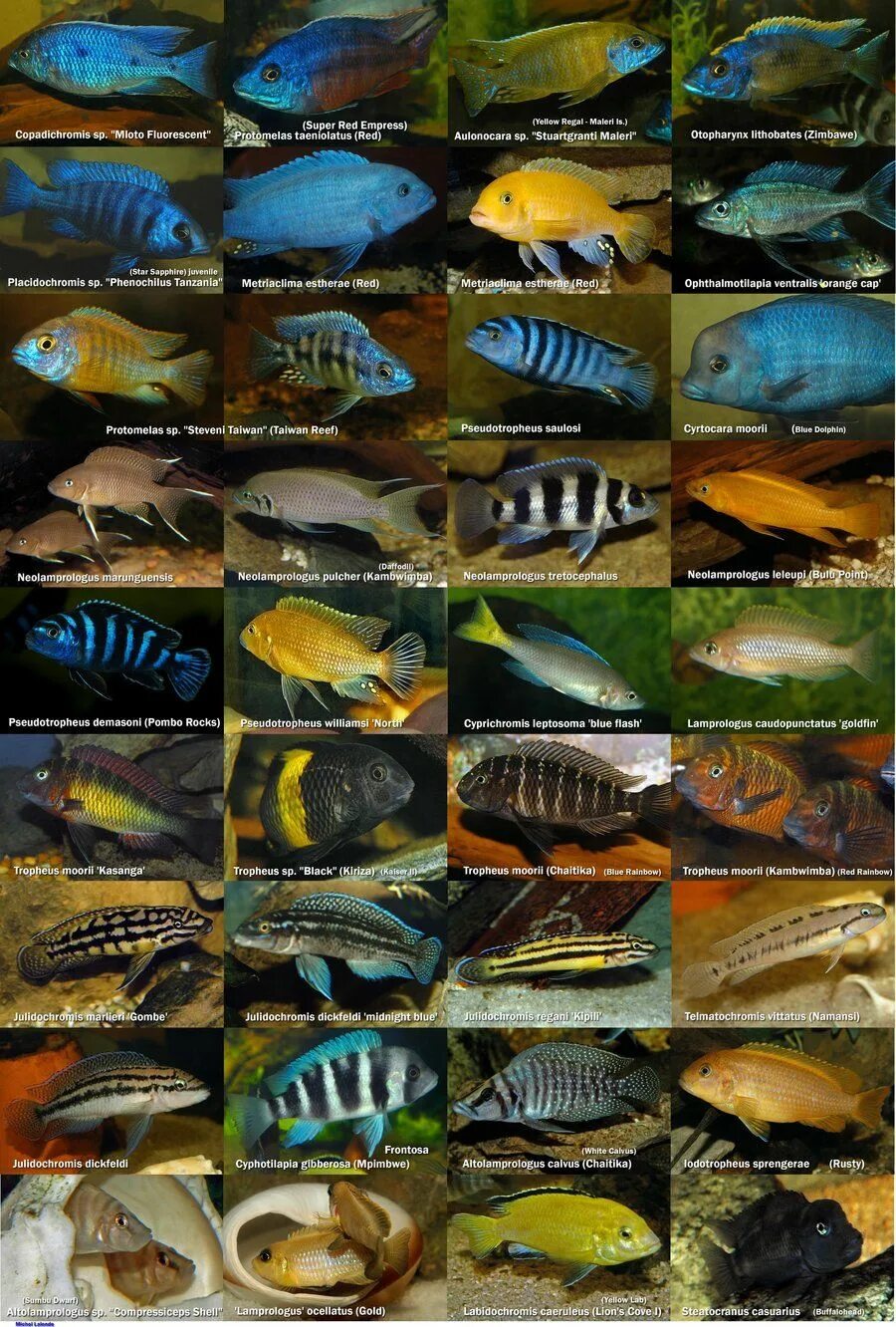 Породы аквариумных рыбок с фото и названиями African Cichlids Poster by MichelLalonde on deviantART Cichlids, African cichlid