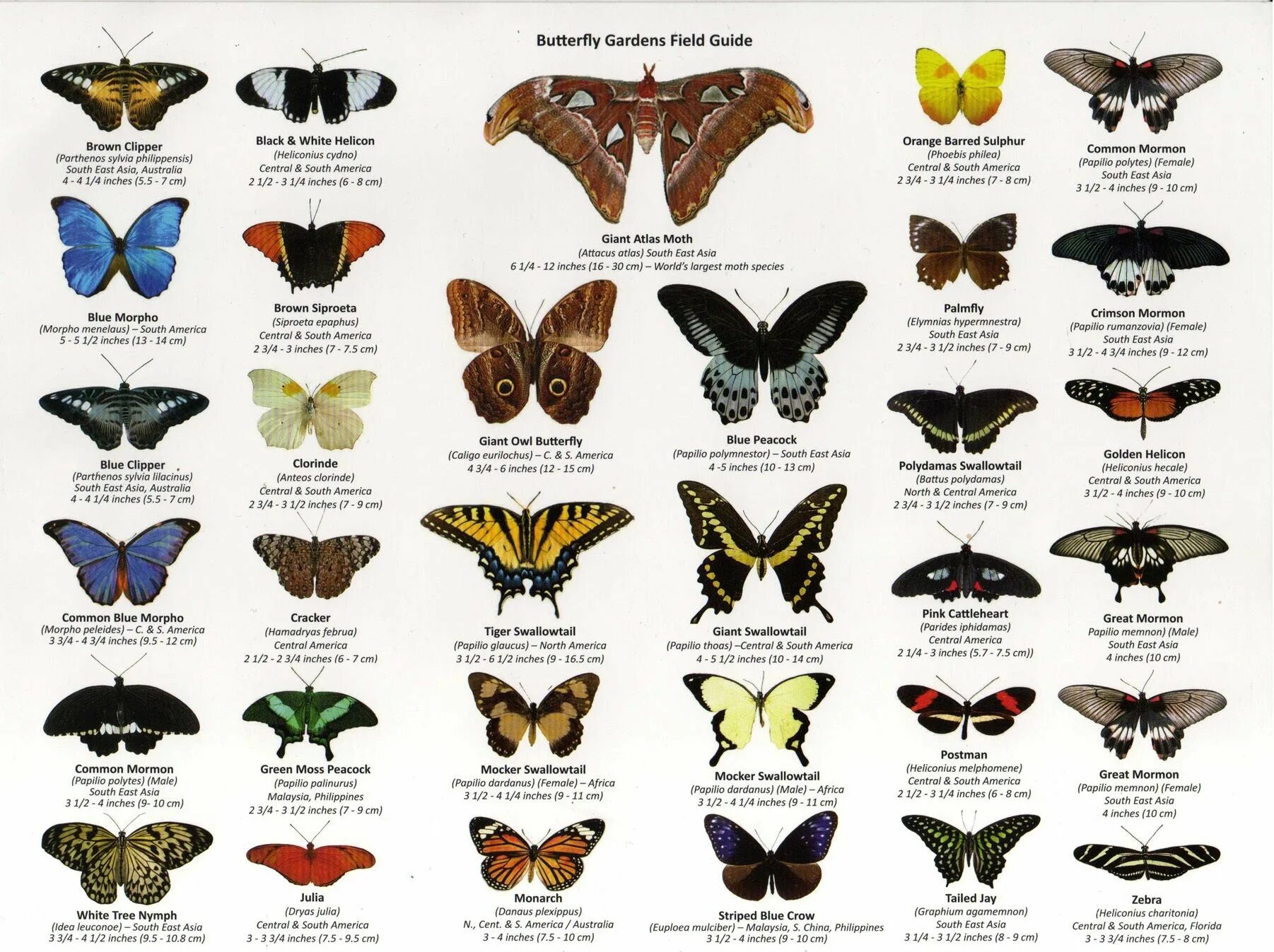 Породы бабочек с фото и названием a few butterfly's of the world, huge array of different wing shapes Butterfly wi