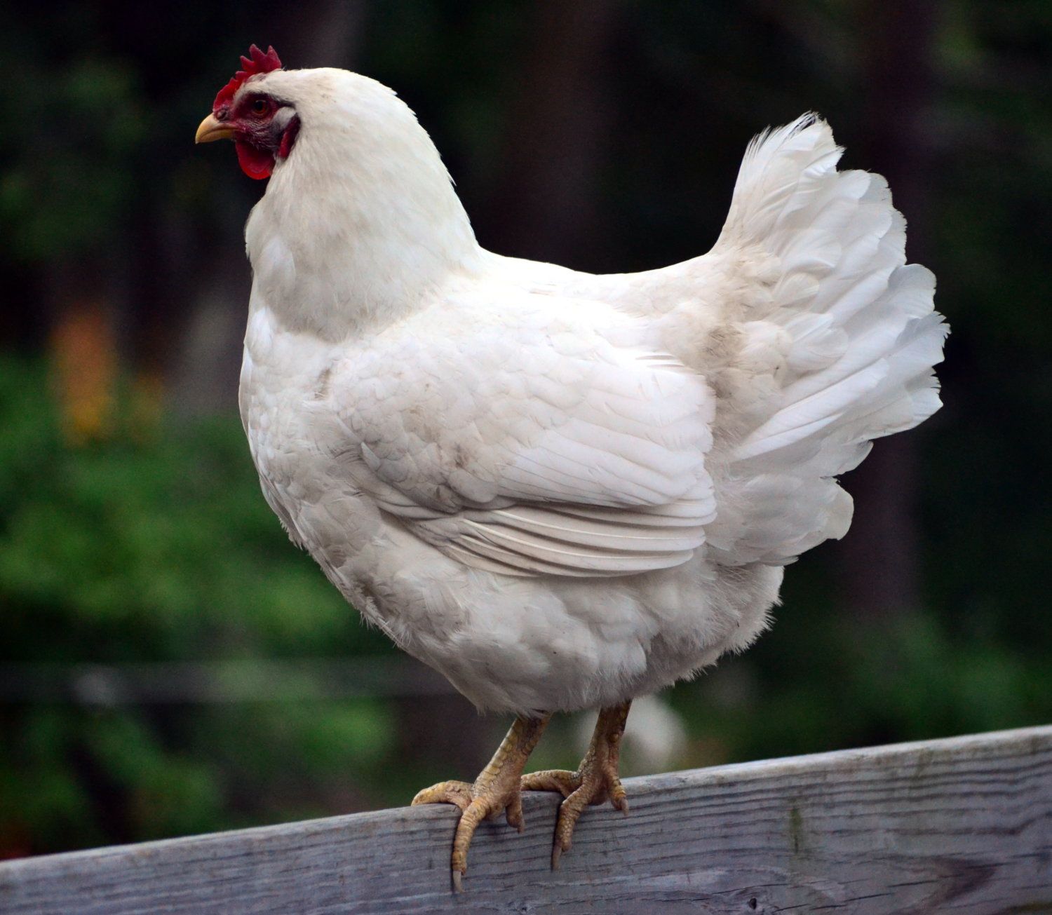 Породы белых кур фото Another whopper from our White Plymouth Rock hen. BackYard Chickens - Learn How 