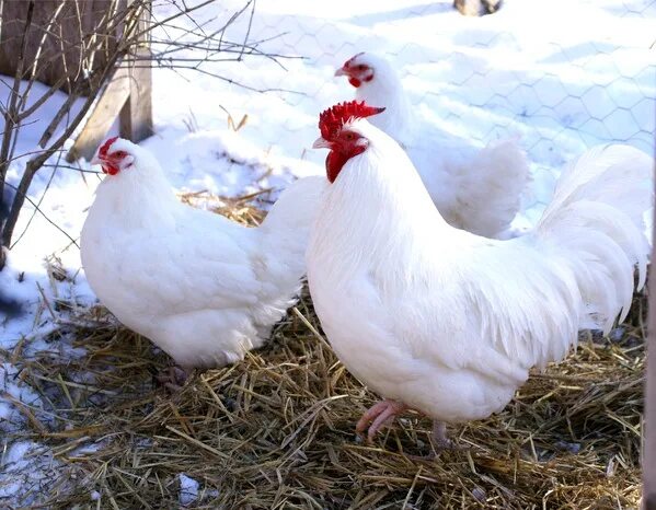 Породы белых кур фото B.Y.C. Dorking Club! Chicken breeds, Chickens, roosters