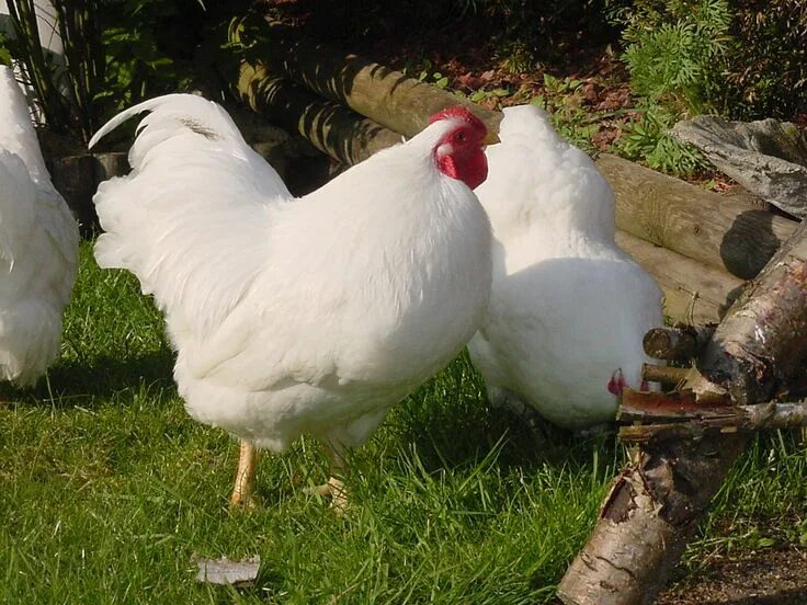 Породы белых кур фото The Best Egg Laying Chickens For Your Homestead Homesteading Best egg laying chi