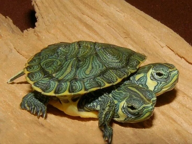 Породы черепах домашних с фото и названиями Yellow bellied slider, Turtle, Cute turtle drawings