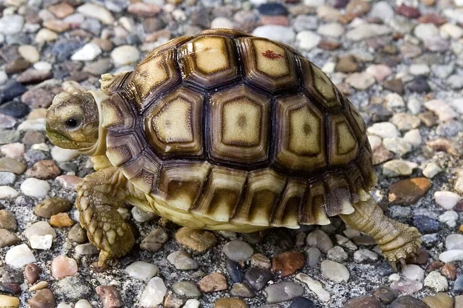 Породы черепах домашних с фото и названиями Appleton exotics in the north west, exotic pet specialists dealing with. Tortois