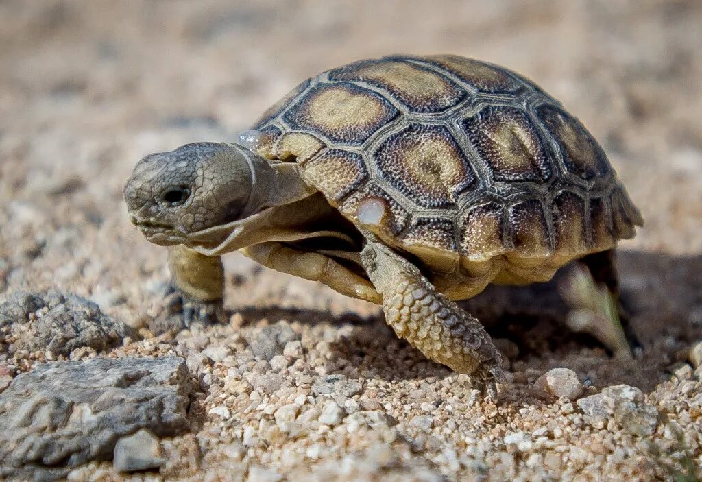 Породы черепах фото Two 50-year-old desert tortoises need a new home - East Bay Times