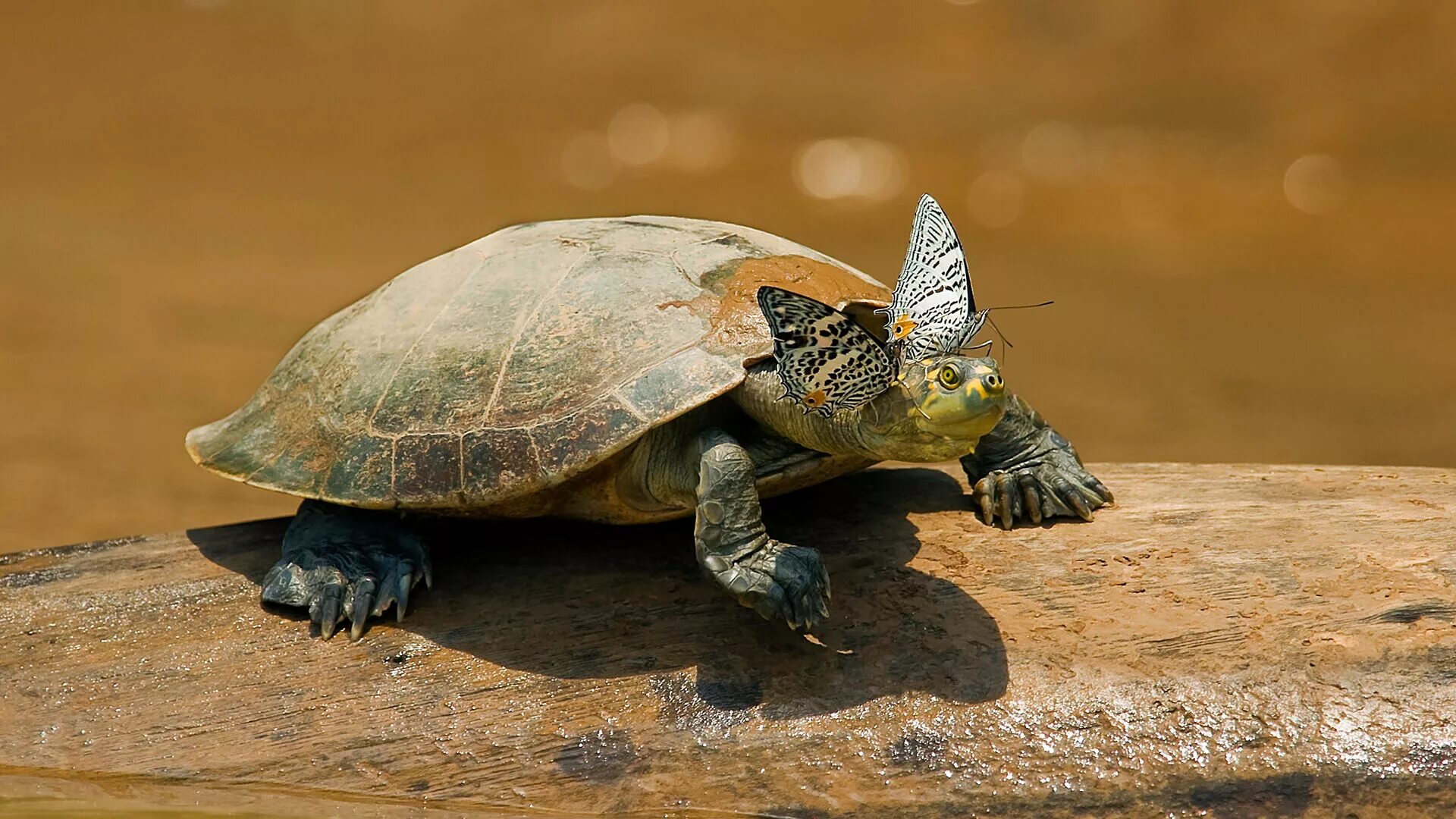 Freshwater Turtle Tortoises and turtles are among the olde. Flickr