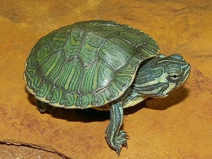 Породы черепах фото Cumberland Slider Desert tortoise, Turtle, Cute reptiles