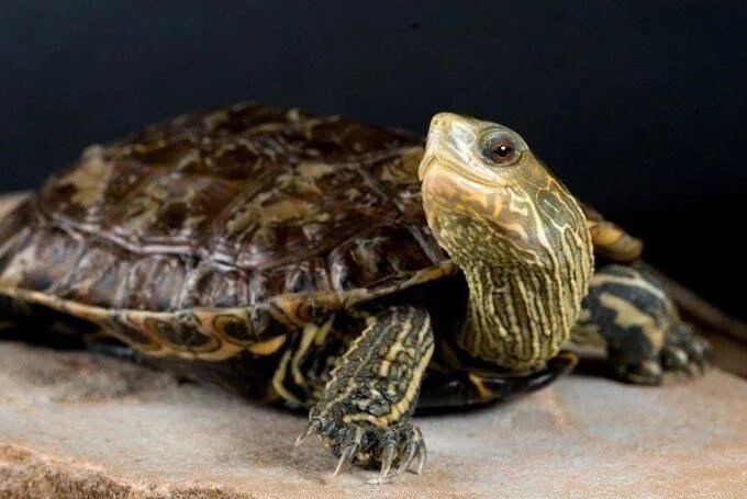 Породы черепах фото 10 Types of Turtles That Make Fantastic Pets Turtle pond, Types of turtles, Pet 