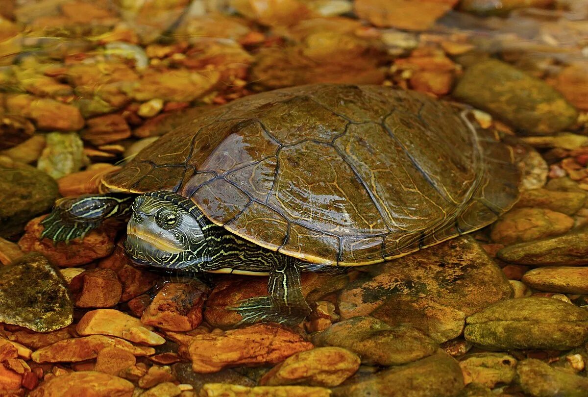 Породы черепах фото File:Common Map Turtle (Graptemys geographica) (36510522160).jpg - Wikipedia