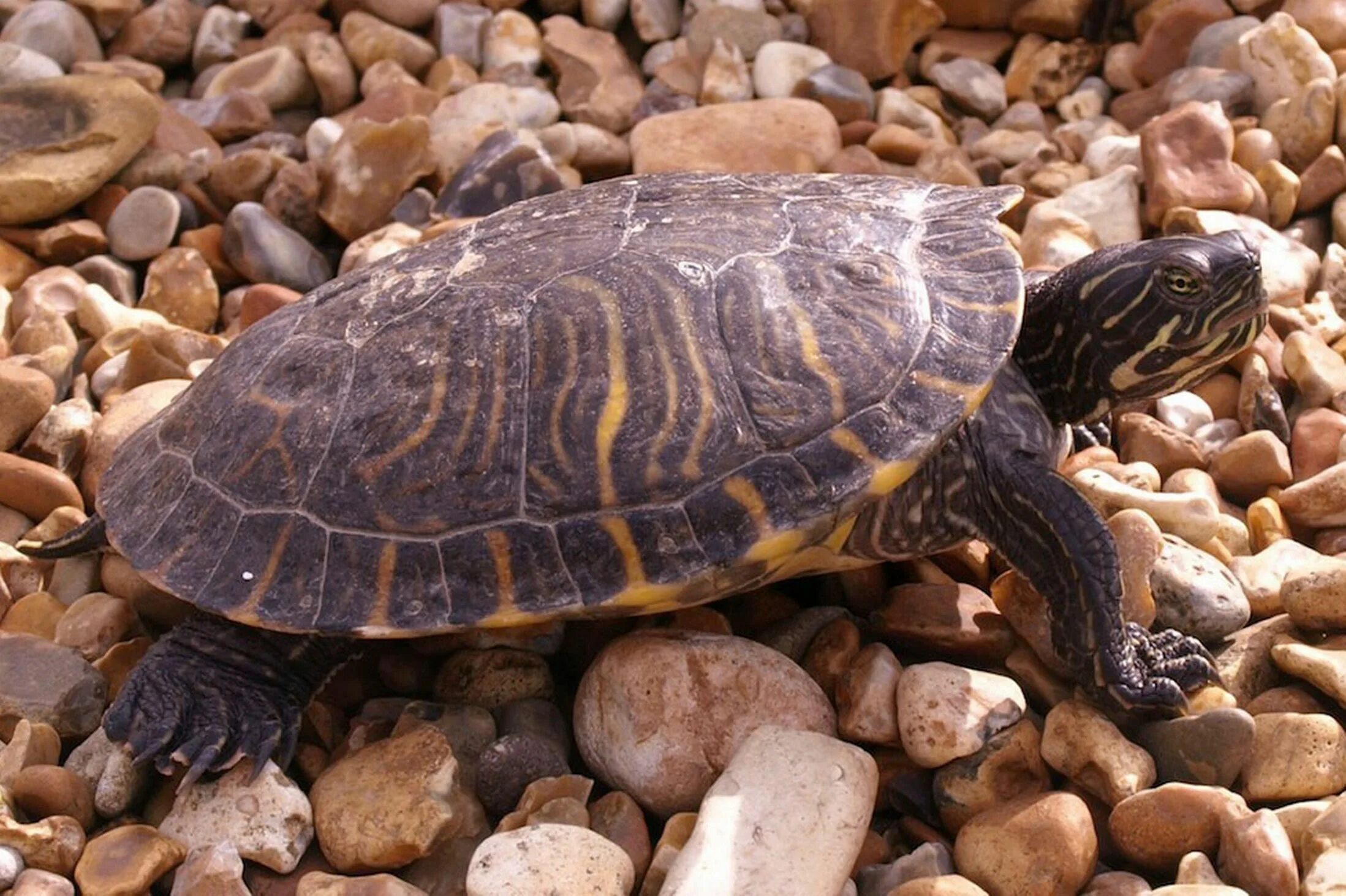 Породы черепах фото American freshwater turtle washes up thousands of miles from home on Hampshire b