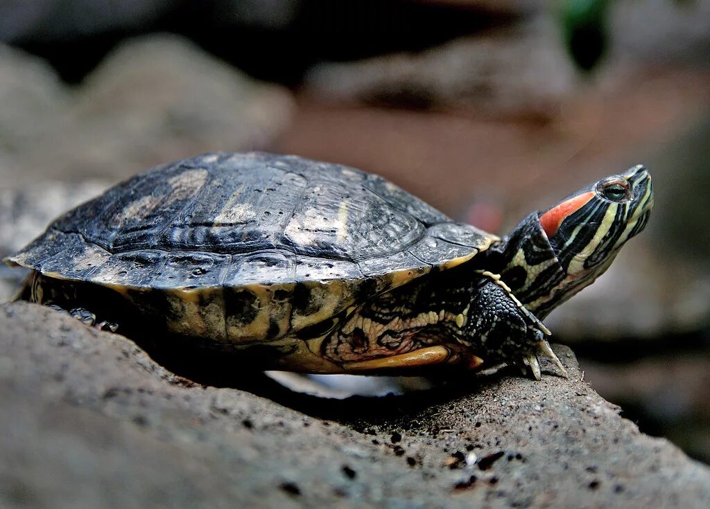 Породы черепах фото Freshwater Turtle Tortoises and turtles are among the olde. Flickr