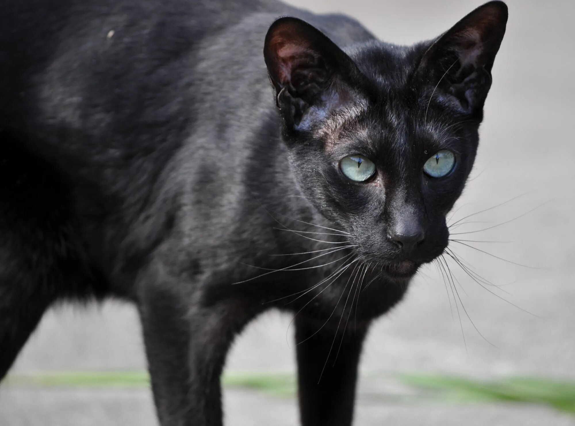 Породы черных кошек фото названия Oriental Shorthair Cat is a breed of domestic cat that is closely related to the