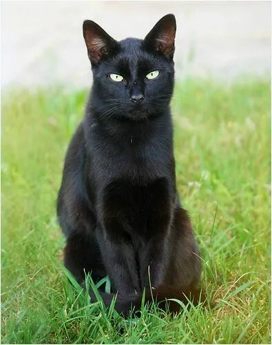 Породы черных кошек фото названия Little black panther ,,,..,,, Cute black cats, Pretty cats, Cute cats and kitten