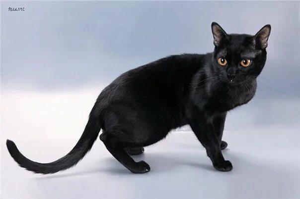 Породы черных кошек фото названия Файл:Bombaycat.jpg - Википедия