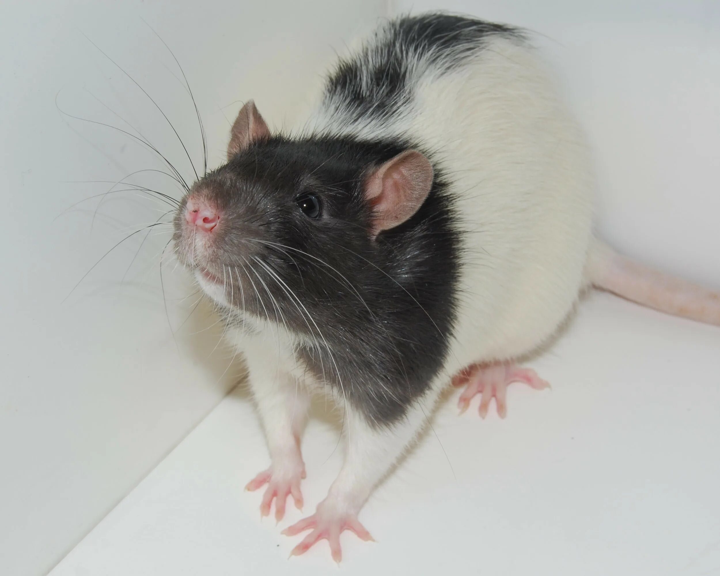 Породы декоративных крыс с фото File:Whiskers of the Hooded Lister Rat ATLAS-070713-0016.jpg - Wikimedia Commons