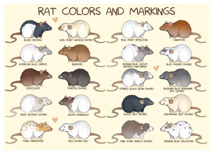 Породы декоративных крыс с фото и описанием Rat colors and markings Cute rats, Baby rats, Pet rats