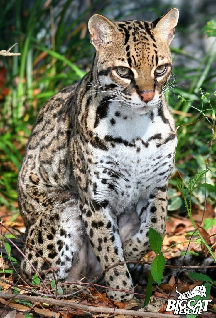 Породы диких кошек фото Pin on Big Cat Rescue Exotic cats, Small wild cats, Cats