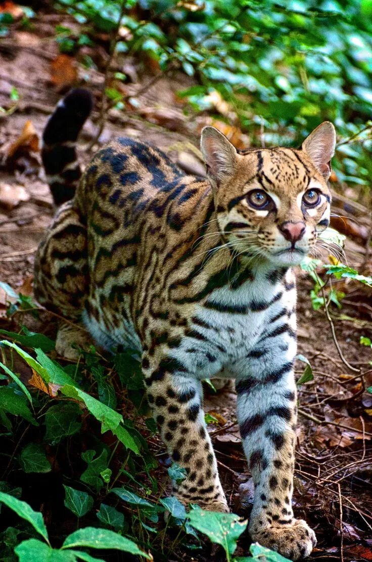 Породы диких кошек фото Ocelot Big cats, Small wild cats, Animals wild