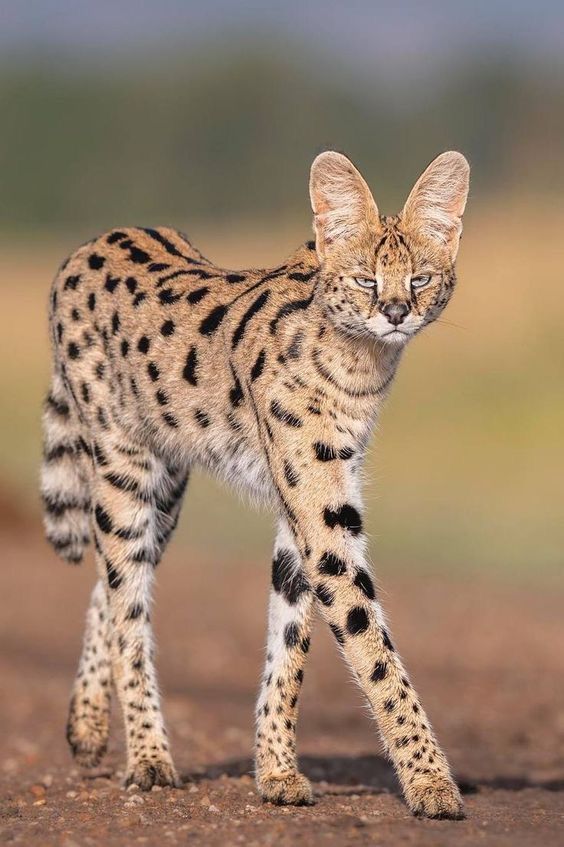 Породы диких кошек фото Pin by Melinda Shotts on Servals & Savannahs in 2024 Small wild cats, Serval cat