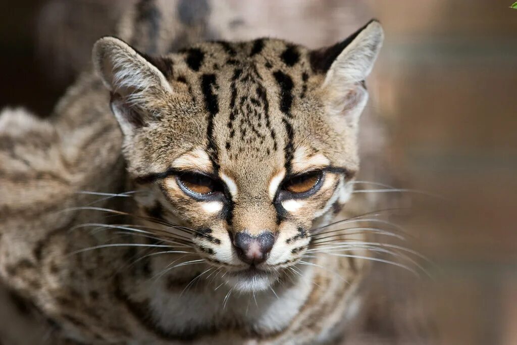 Породы диких кошек фото Маргай или Длиннохвостая кошка (лат. Leopardus wiedii)