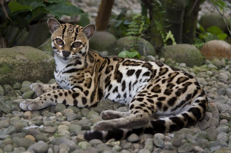 Породы диких кошек фото Find one of Costa Rica's most endangered tropical cat - Javi's Travel Blog - Go 