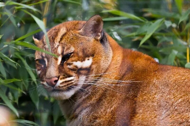 Породы диких кошек фото ASIAN GOLD CAT (Aziatische goudkat) Animals wild, Wild cats, Big cats