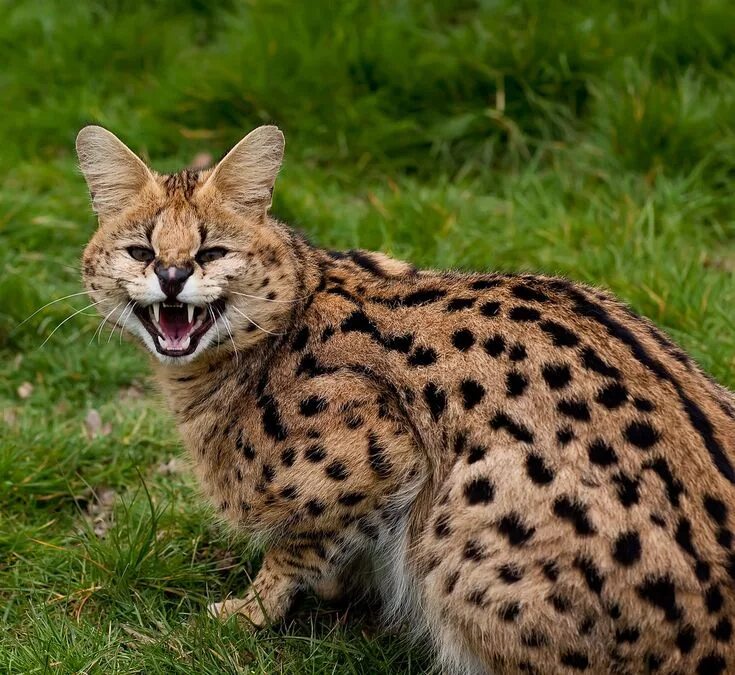 Породы диких кошек фото и названия Serval Serval, Animals, Panther