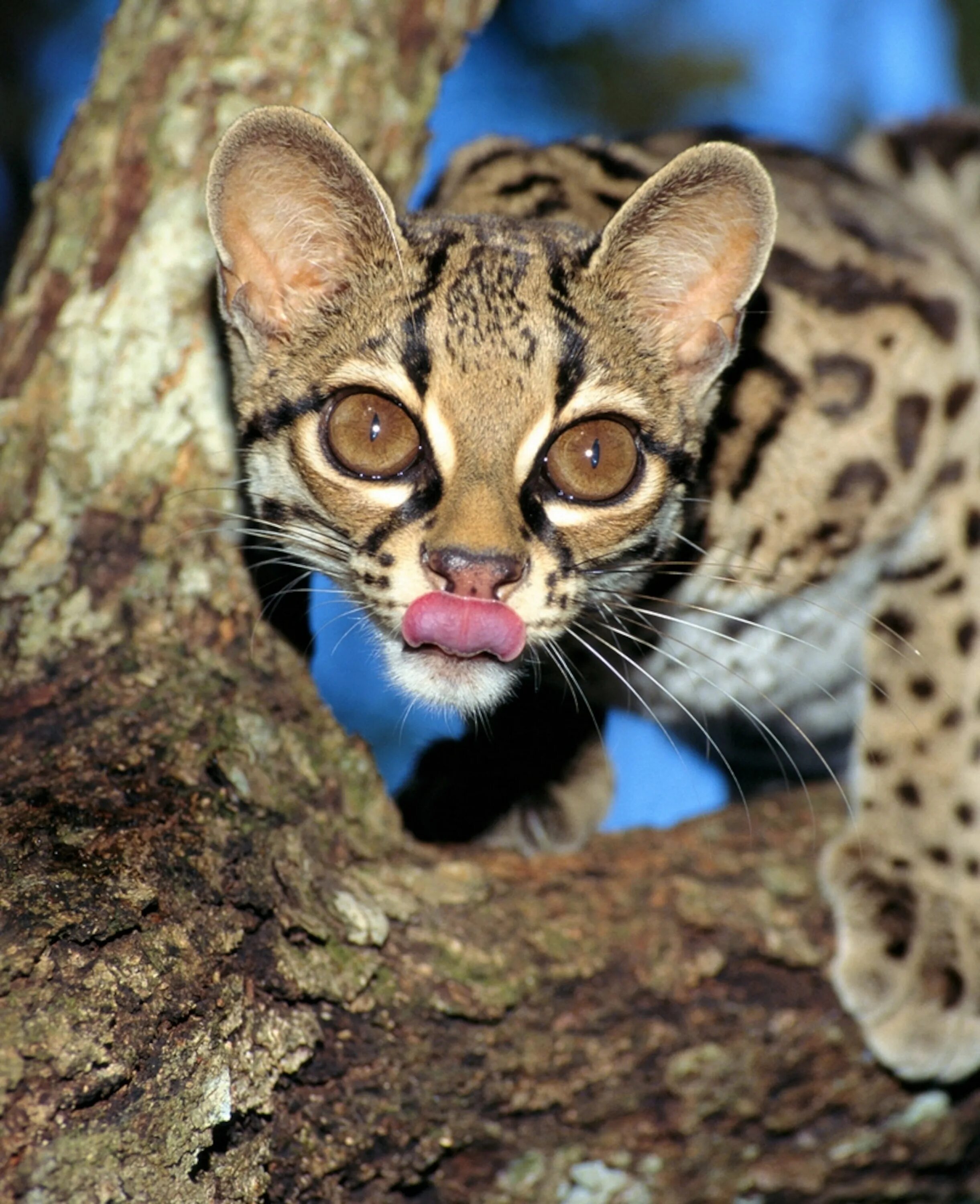 Породы диких кошек фото и названия Jungle Cat Mimics Monkey to Lure Prey—A First