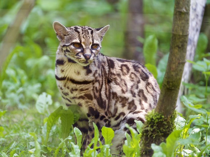 Породы диких кошек фото и названия Big Cats of Belize: Five Beautiful Species Small wild cats, Rare cats, Margay ca