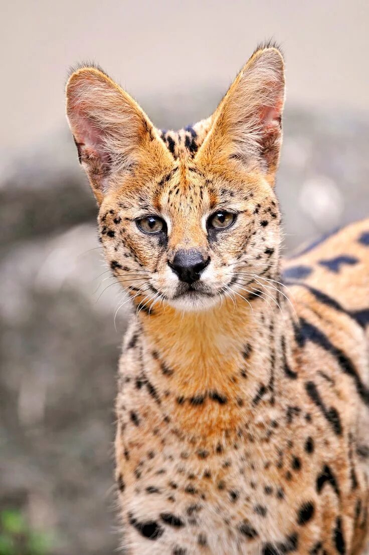 Породы диких кошек фото и названия 770. Дикие кошки: Сервал (Leptailurus serval) Exotic cats, Wild cats, Serval cat