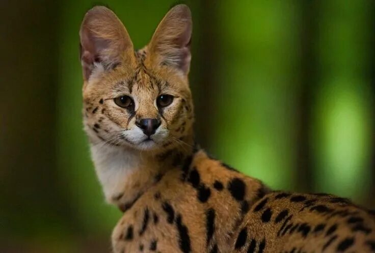 Породы диких кошек фото и названия Сервал African wild cat, African serval cat, Exotic cats