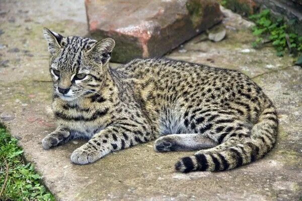 Породы диких кошек фото и названия Leopardus geoffroyi Wild cats, Wild cat species, Small wild cats