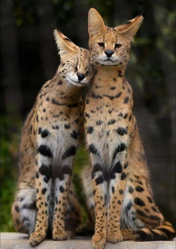 Породы диких кошек фото и названия Serval Cats Sitting Together