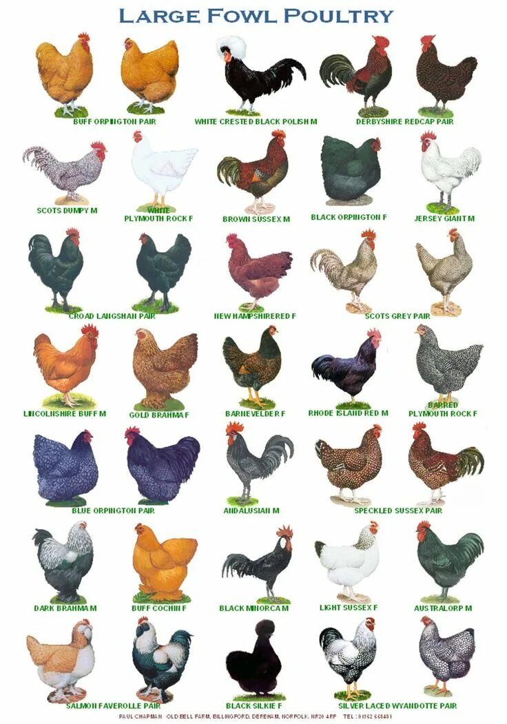 Породы домашней курицы фото A4 Posters. Breeds of Poultry, 2 Different Posters - Etsy Beautiful chickens, Pe