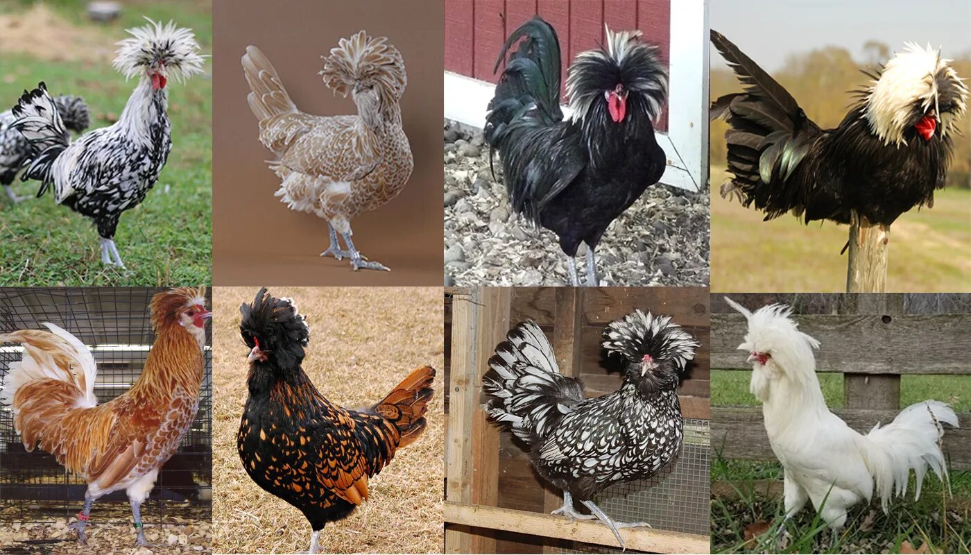 Породы домашней курицы фото 10 Beautiful Black and White Feathered Chicken Breeds