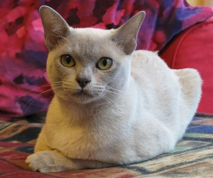 Породы гладкошерстных котов фото Lilac Burmese Burmese cat, Cat breeds, Cat breeder