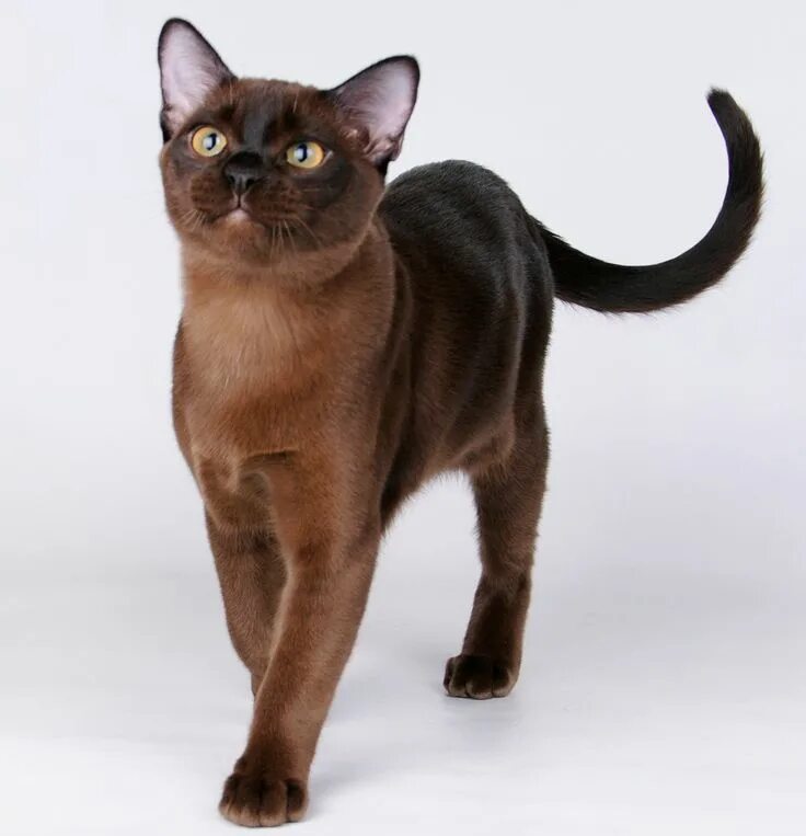 Породы гладкошерстных котов фото European and American Burmese. "Let`s make it clear!" - Burmese Cats Portal Burm