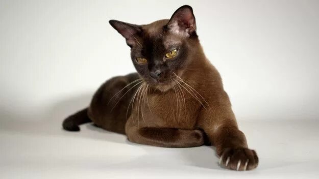 Породы гладкошерстных котов фото 10 самых ласковых пород кошек Burmese cat, Beautiful cats, Cat breeds