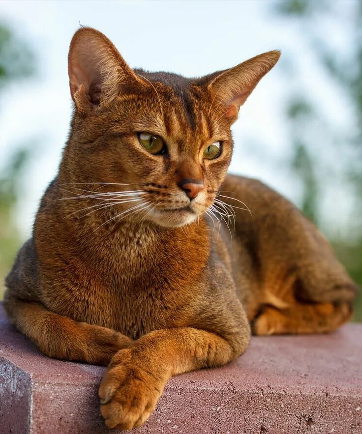 Породы гладкошерстных котов фото Abyssinian Cat Names - 115 Beautiful Ideas Abyssinian cats, Cat breeds, Siamese 