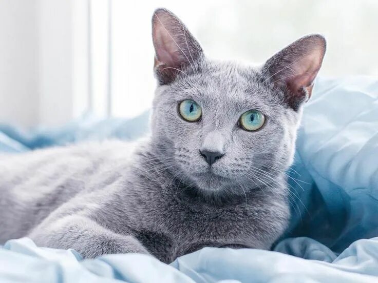 Породы голубых кошек фото The Russian blue is playful and affectionate when it feels comfortable. Cat bree