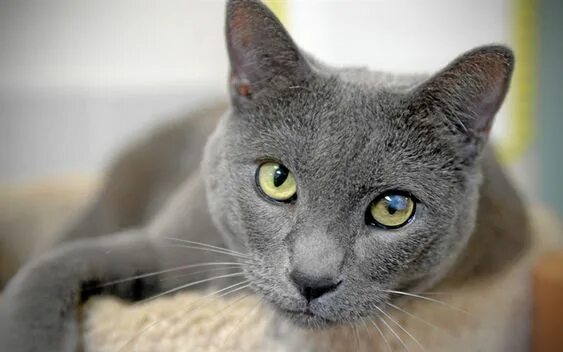 Породы голубых кошек фото с названиями Pin by Cat Lover on Breed - Russian Blue Russian blue, Blue cats, Domestic cat