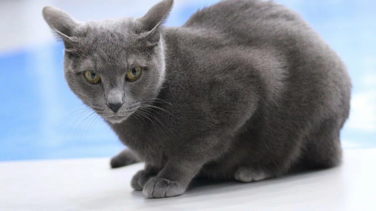 Породы голубых кошек фото с названиями How to Identify a Russian Blue - Cat Breeds - YouTube