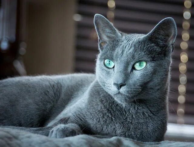 Породы голубых кошек фото с названиями Cat breeds: Russian Blue cat characteristics and behavior - Dogalize Russian blu