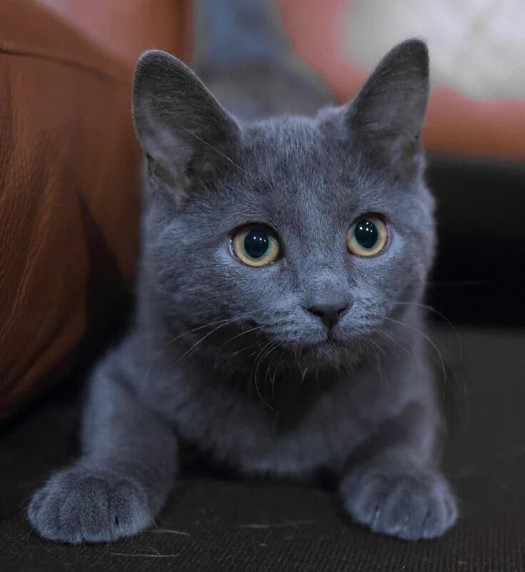 Породы голубых кошек фото с названиями Russian Blue Russian blue, Cute cats, Russian blue cat personality