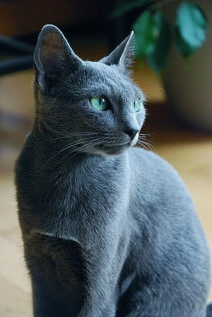 Породы голубых кошек фото с названиями Russian Blue Cats Russian blue cat, Pretty cats, Beautiful cats