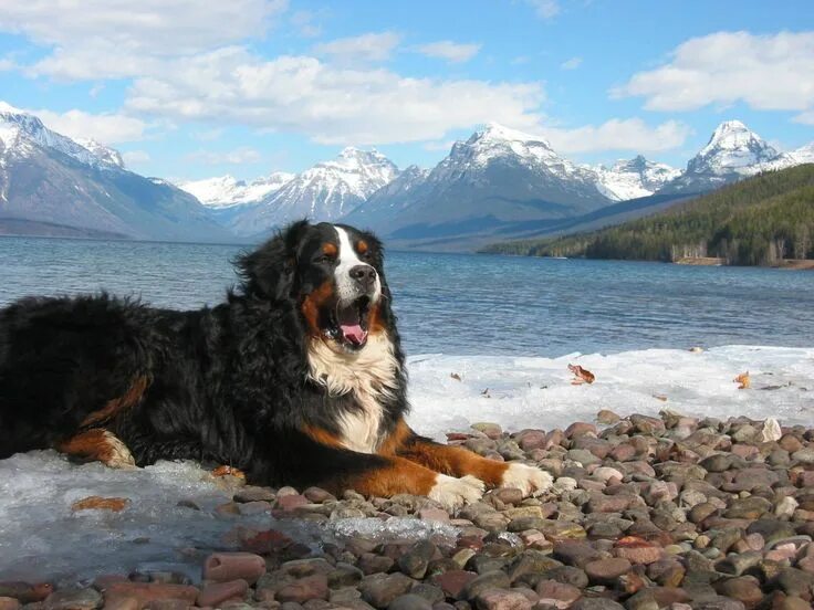 Породы горных собак фото Pin on Boyero de Berna Bernese mountain dog, Bernese puppy, Bernese mountain