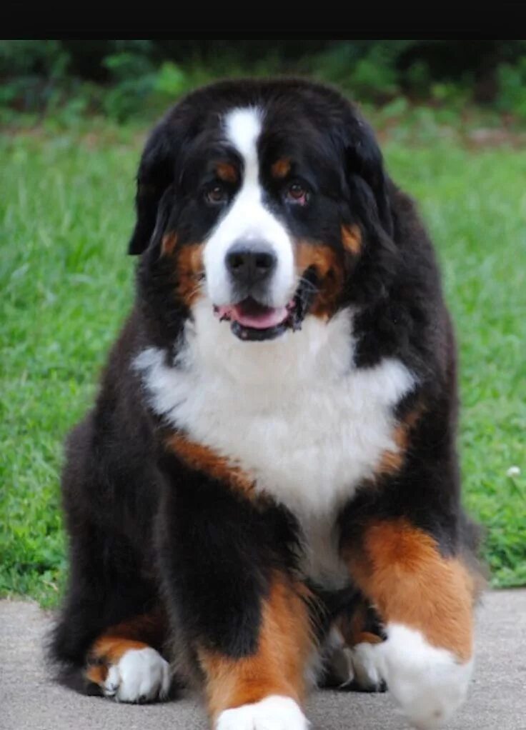 Породы горных собак фото Pin by Bumps on Bernese Mountain Dogs Mountain dog breeds, Bernese mountain dog,