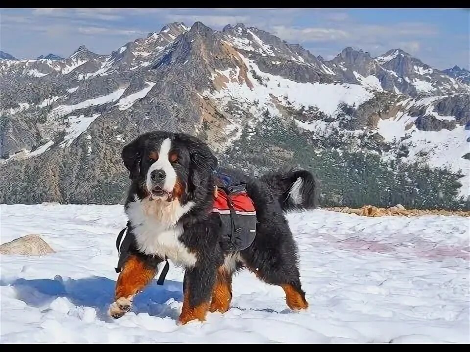 Породы горных собак фото Бернский зенненхунд Описание породы - YouTube Bernese mountain dog, Mountain dog