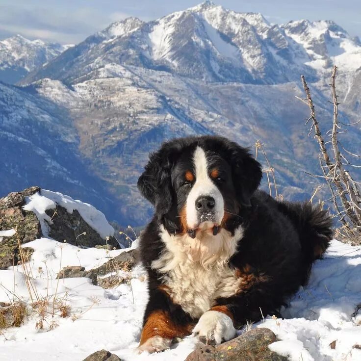 Породы горных собак фото Bernese Mountain Dog Lovers on Instagram: "Tonka in the snow, by @mazamadog ❤ #b